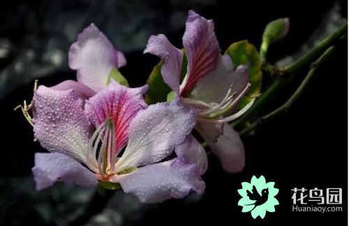 香港市花紫荆花的花语是什么？