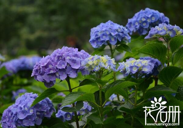 什么花的花语是团结 花语象征团结的6大名花