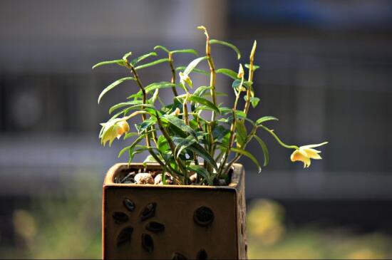 石斛什么时候开花，石斛花期有多长/5月开花花语是祝福