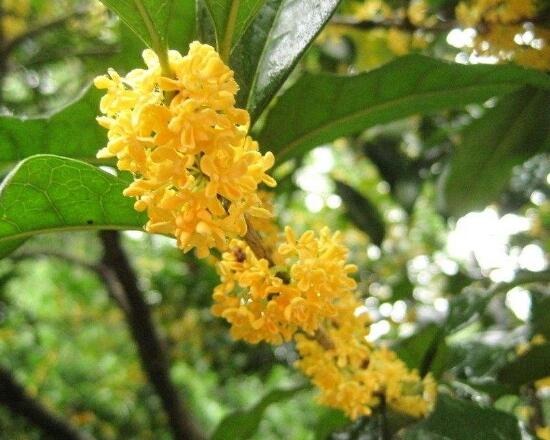 桂花的花语是什么，送桂花的含义是什么(象征吉祥美好)