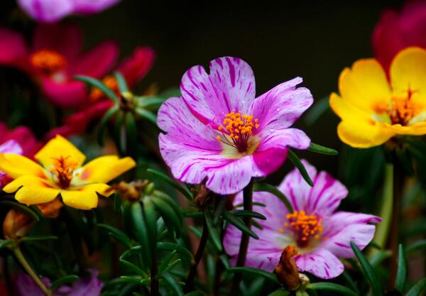 半支莲什么时候开花，半支莲花期多长/5月开花/花语光明