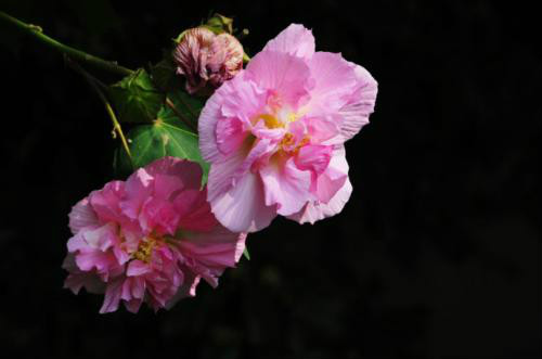 芙蓉花的花语及象征意义是什么  芙蓉花不可乱送人哦