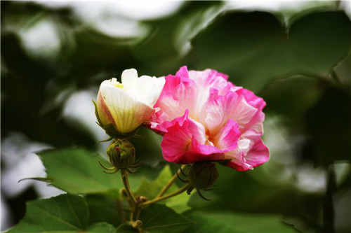 芙蓉花的花语及象征意义是什么  芙蓉花不可乱送人哦