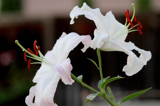 香水百合和百合的区别，花语不同/赠送对象不同/花香不同