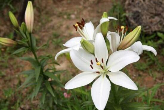 香水百合和百合的区别，花语不同/赠送对象不同/花香不同