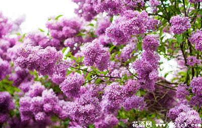 紫丁香的花语_花语大全