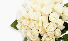 19朵白玫瑰花的花语有哪些？