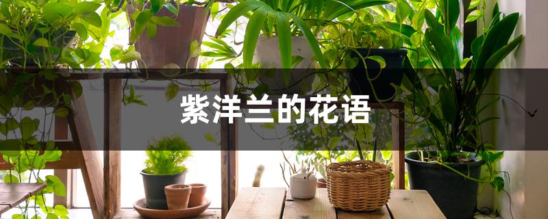 紫洋兰的花语