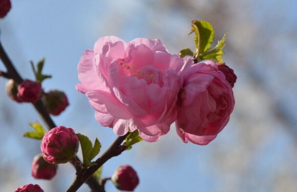 粉色梅花花语是什么，坚强高雅独立和忠贞_花语大全