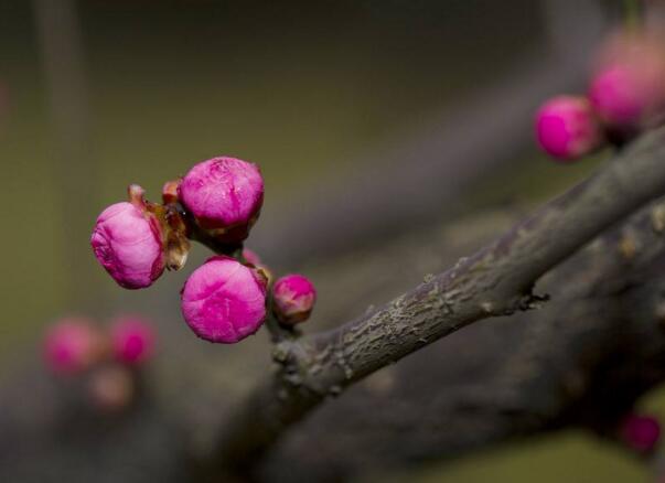 粉色梅花花语是什么，坚强高雅独立和忠贞_花语大全