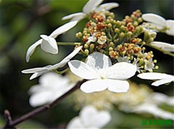 扬州琼花开花时间和图片 琼花花语寓意象征