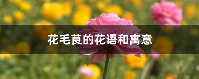 花毛茛的花语和寓意