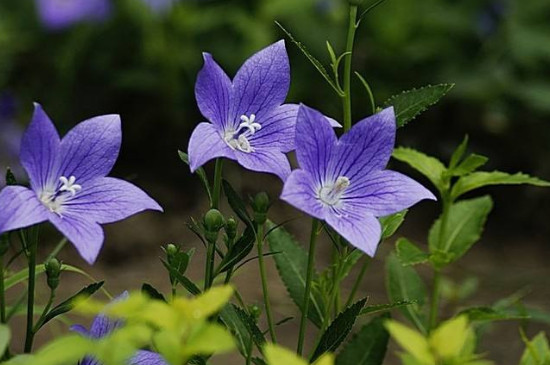 吉梗花和桔梗花花语