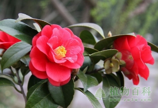 茶花花语是什么（爱慕、谦让）