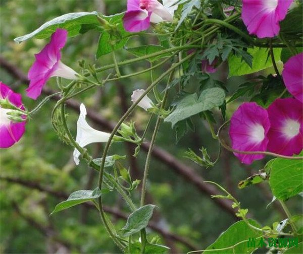 牵牛花开花时间和图片大全 牵牛花花语是什么