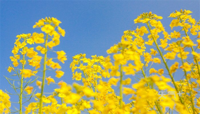 油菜花的花语 油菜花的花语是什么