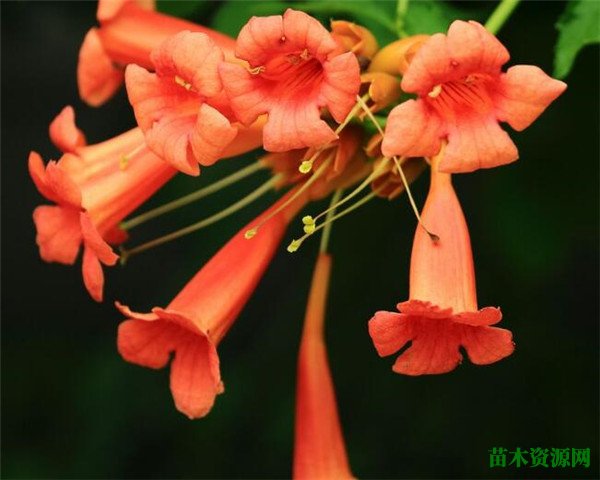 凌霄花开花时间和图片 凌霄花花语寓意