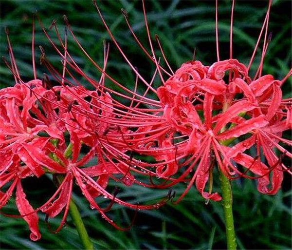 石蒜花可以养在家里吗 石蒜花的花期和花语