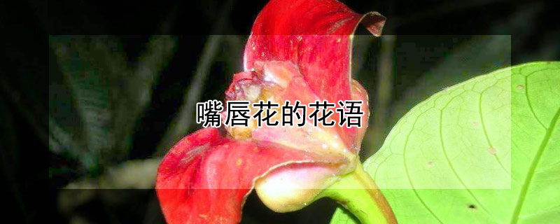 嘴唇花的花语