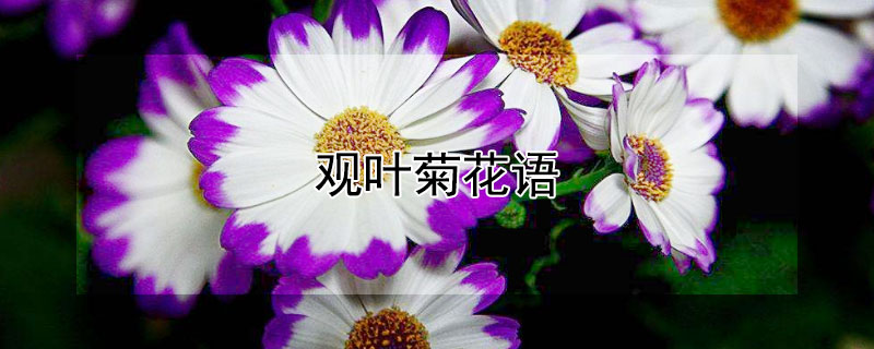 观叶菊花语