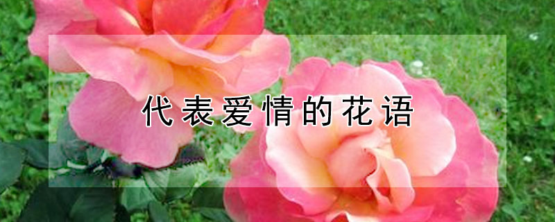 代表爱情的花语