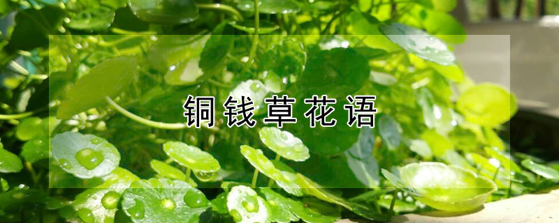 铜钱草花语