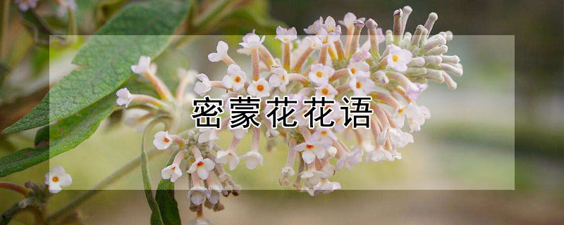 密蒙花花语