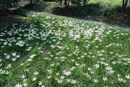 葱兰的花语是什么 第4张