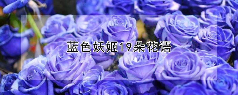 蓝色妖姬19朵花语