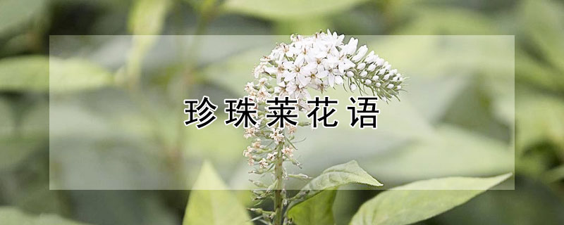 珍珠莱花语