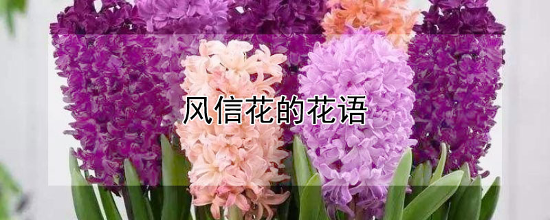 风信花的花语