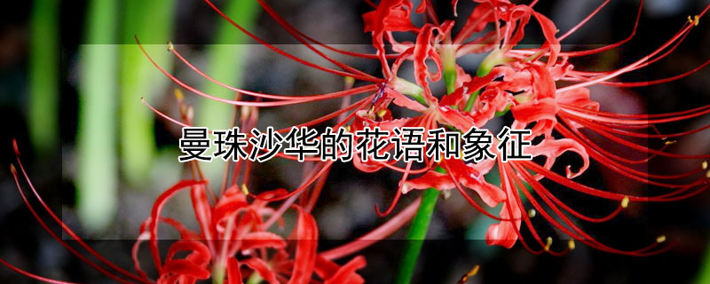 曼珠沙华的花语和象征