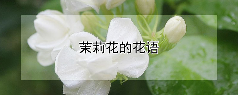 茉莉花的花语