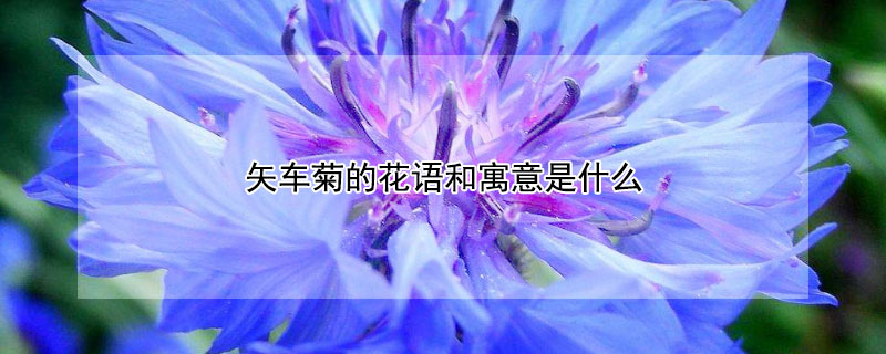 矢车菊的花语和寓意是什么