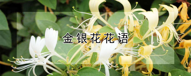 金银花花语