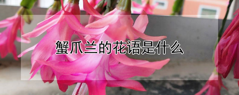 蟹爪兰的花语是什么