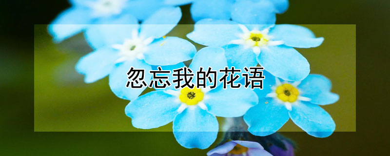 忽忘我的花语