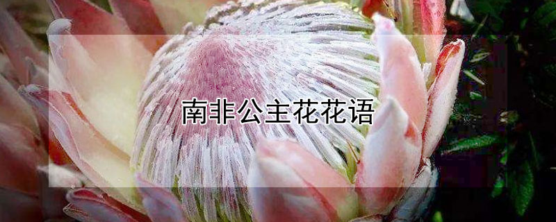 南非公主花花语