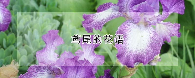 鸢尾的花语