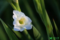河州牡丹—唐菖蒲的花语有哪些？