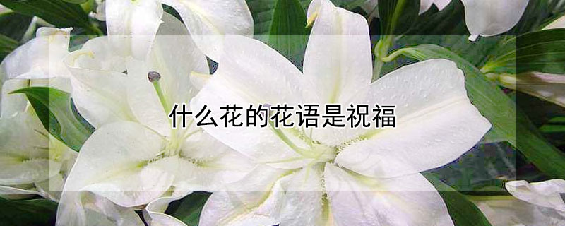 什么花的花语是祝福