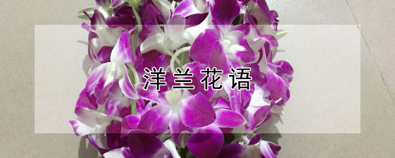 洋兰花语