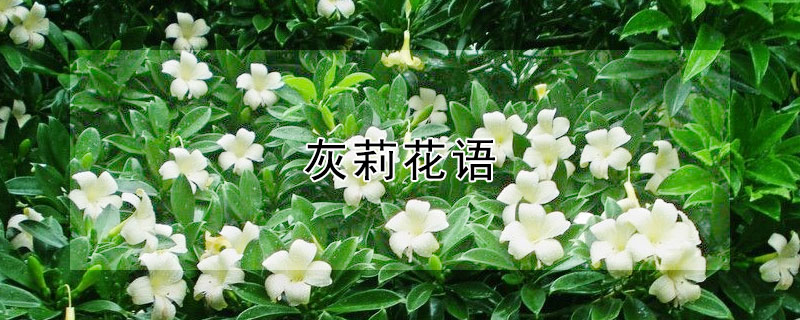 灰莉花语