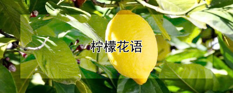 柠檬花语