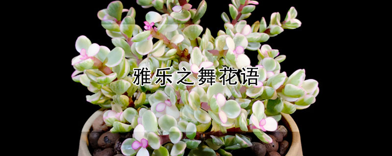 雅乐之舞花语