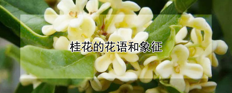 桂花的花语和象征