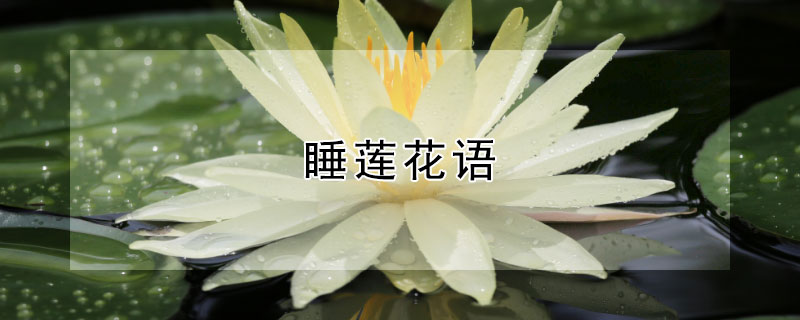 睡莲花语