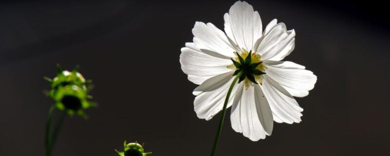 白色格桑花的花语