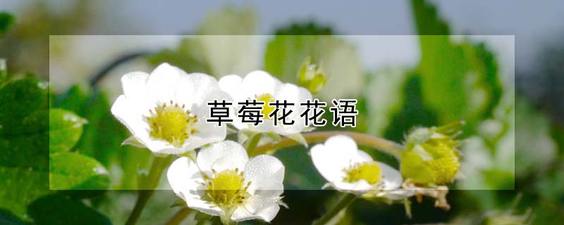 草莓花花语