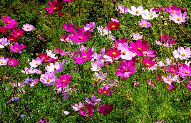 格桑花花语和传说